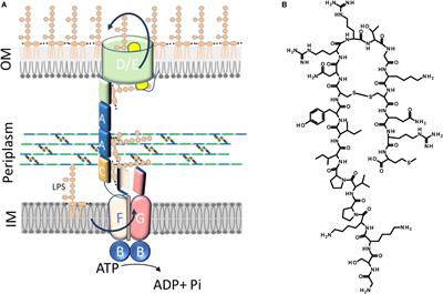 Thanatin Impairs Lipopolysaccharide Transport Complex Assembly by Targeting LptC–LptA Interaction and Decreasing LptA Stability